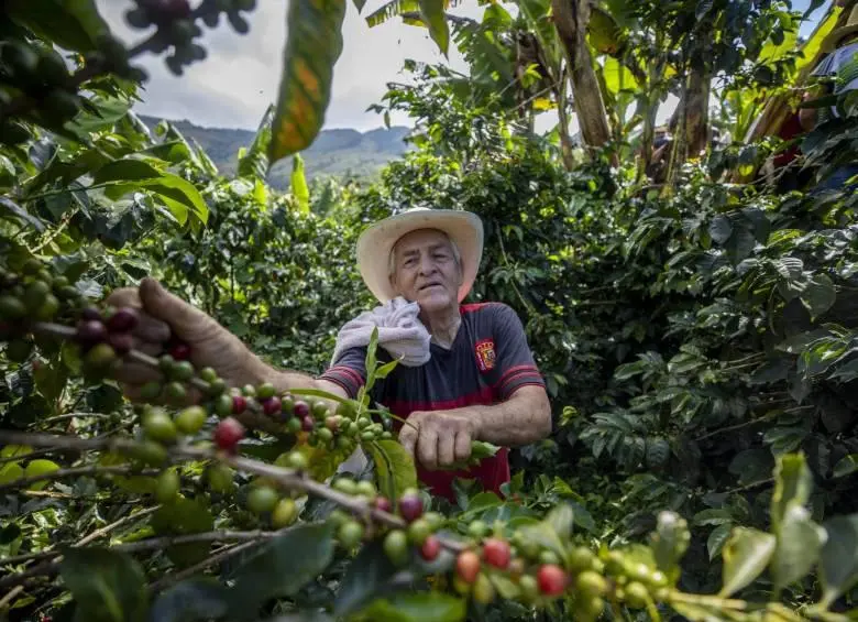 Comercio electrónico directo con los productores del campo