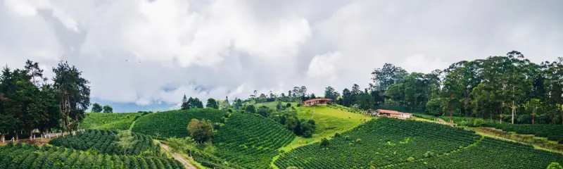 El café de especialidad en Colombia registra un crecimiento