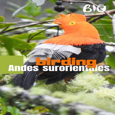 BIRDING ANDES SURORIENTALES